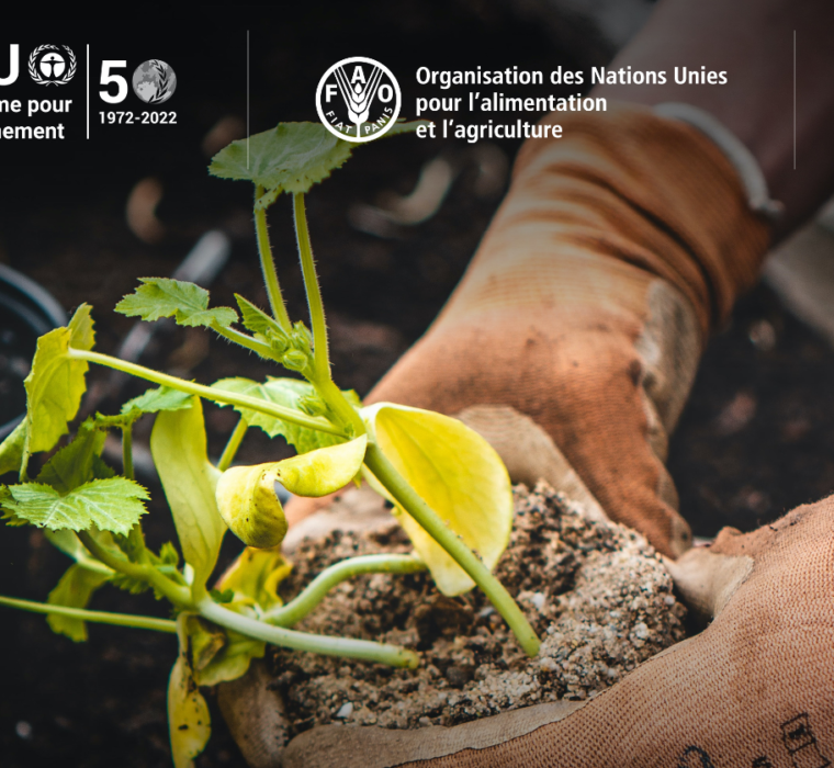 Programme des Nations Unies pour le développement